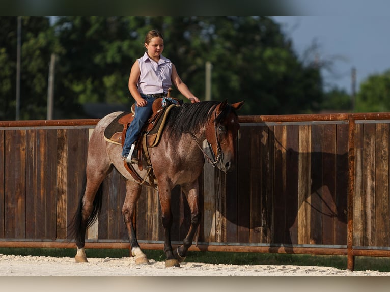 Quarter pony Hongre 6 Ans 145 cm Roan-Bay in Joshua, TX