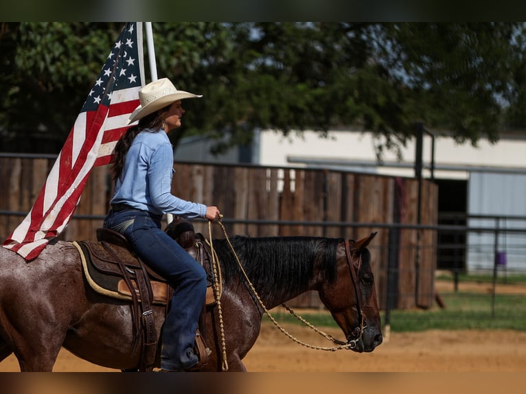 Quarter pony Hongre 6 Ans 145 cm Roan-Bay in Joshua, TX