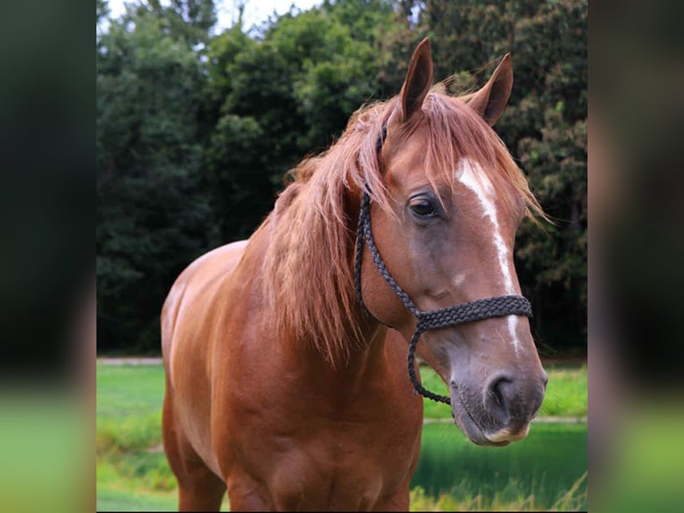 Quarter pony Hongre 6 Ans 147 cm Alezan brûlé in Howell