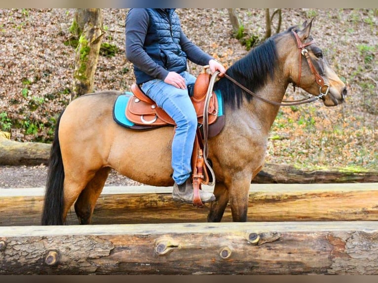 Quarter pony Hongre 6 Ans 156 cm Buckskin in Someren