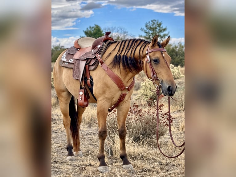 Quarter pony Hongre 6 Ans Buckskin in Phelan