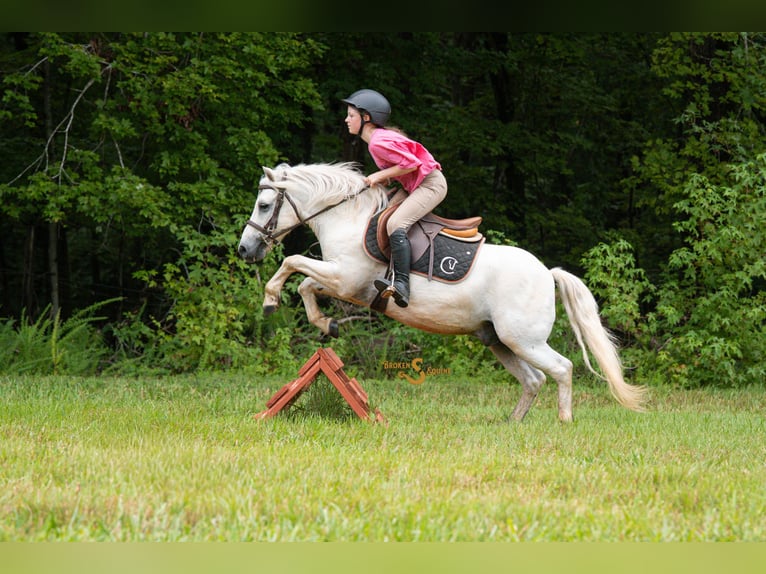 Quarter pony Croisé Hongre 7 Ans 119 cm Gris in Bogard