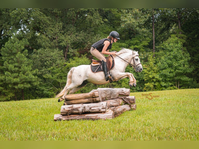 Quarter pony Croisé Hongre 7 Ans 119 cm Gris in Bogard