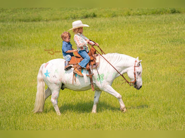Quarter pony Croisé Hongre 7 Ans 119 cm Gris in Bogard