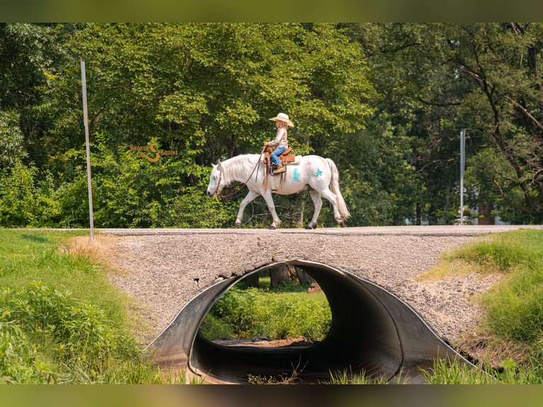 Quarter pony Croisé Hongre 7 Ans 119 cm Gris in Bogard