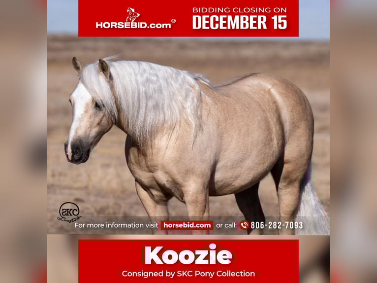 Quarter pony Hongre 7 Ans 127 cm Palomino in Canyon