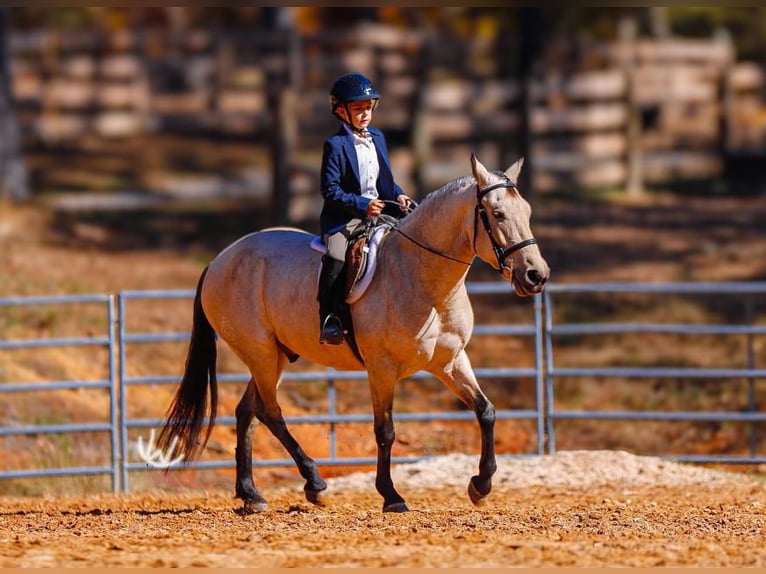 Quarter pony Hongre 7 Ans 132 cm Buckskin in Lyles