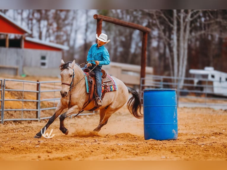 Quarter pony Hongre 7 Ans 132 cm Buckskin in Lyles