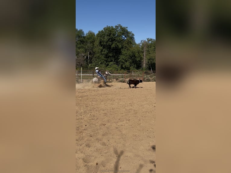 Quarter pony Hongre 7 Ans 137 cm Gris in Checotah