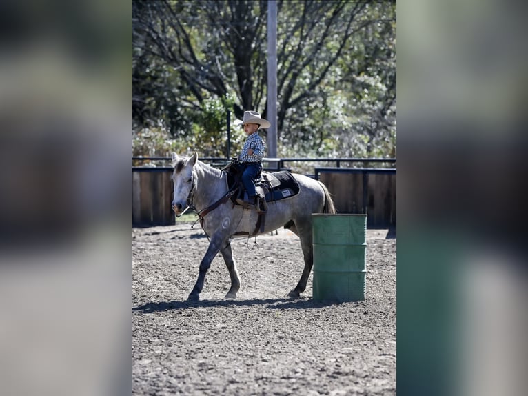 Quarter pony Hongre 7 Ans 137 cm Gris in Checotah