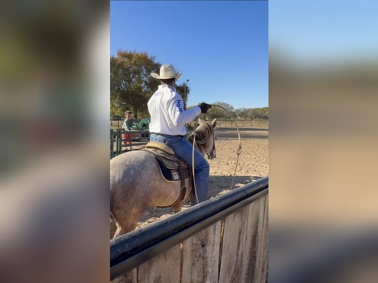 Quarter pony Hongre 7 Ans 137 cm Gris in Checotah