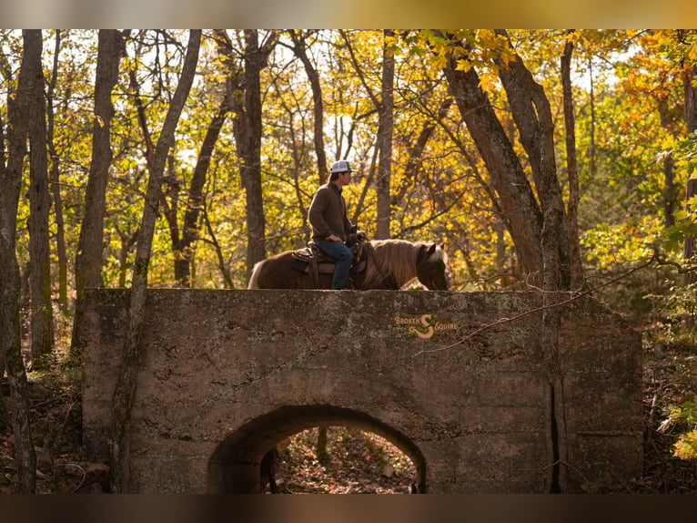 Quarter pony Hongre 7 Ans 137 cm Palomino in Bogard
