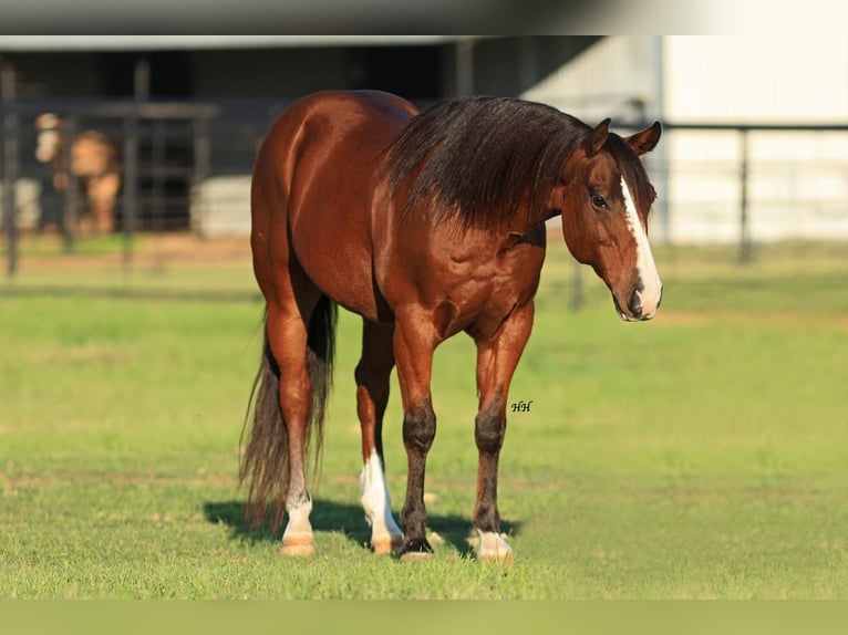 Quarter pony Hongre 7 Ans 145 cm Bai cerise in Joshua, TX