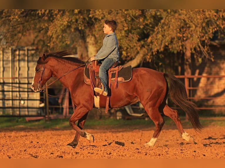 Quarter pony Hongre 7 Ans 145 cm Bai cerise in Joshua, TX