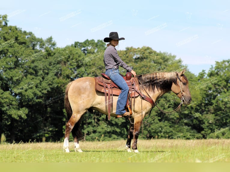 Quarter pony Hongre 7 Ans 145 cm Grullo in Clarion, PA