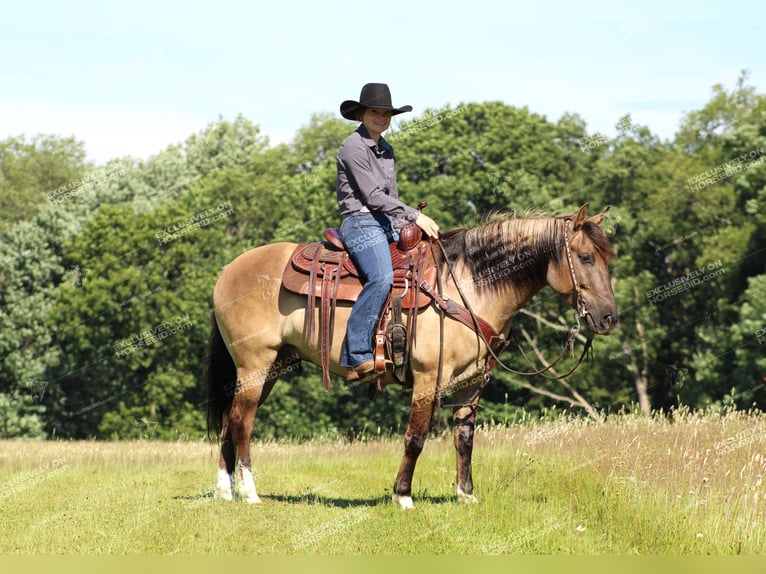 Quarter pony Hongre 7 Ans 145 cm Grullo in Clarion, PA