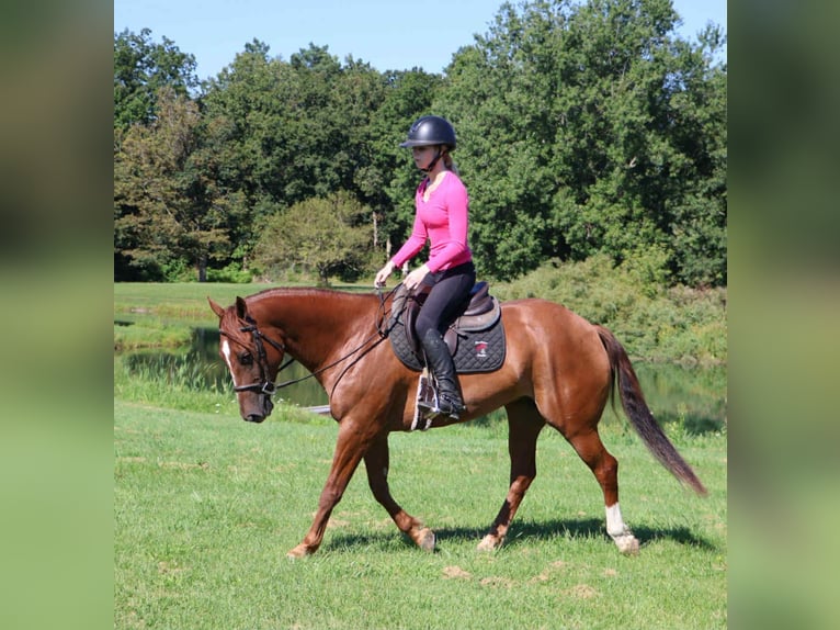 Quarter pony Hongre 7 Ans 147 cm Alezan brûlé in Howell