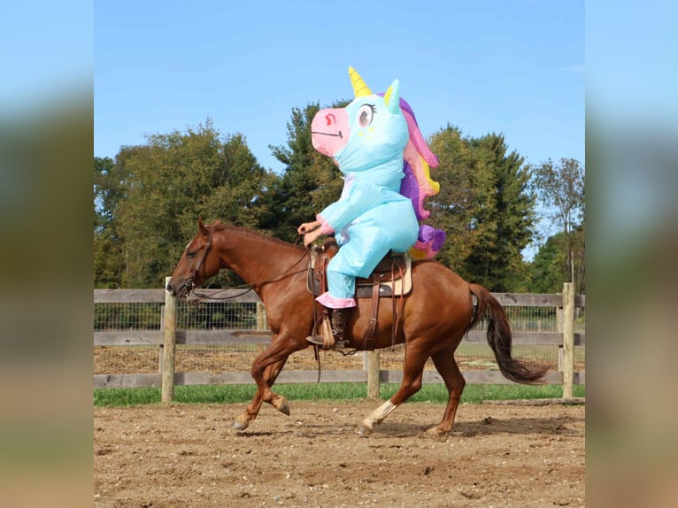 Quarter pony Hongre 7 Ans 147 cm Alezan brûlé in Howell