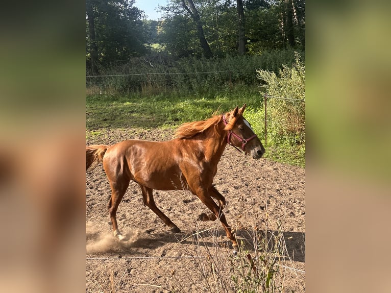 Quarter pony Hongre 7 Ans 155 cm Alezan in Geeste