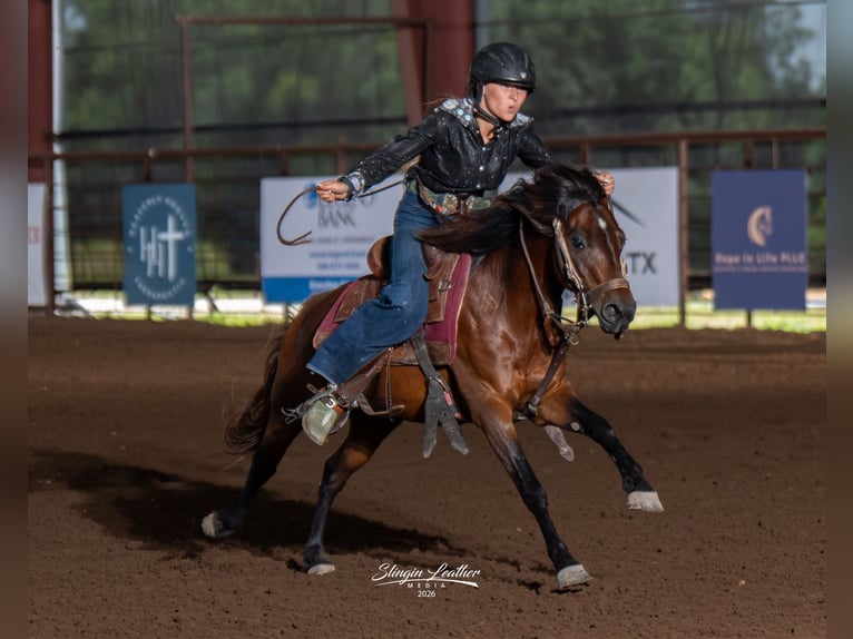 Quarter pony Hongre 7 Ans Bai cerise in Whitewright