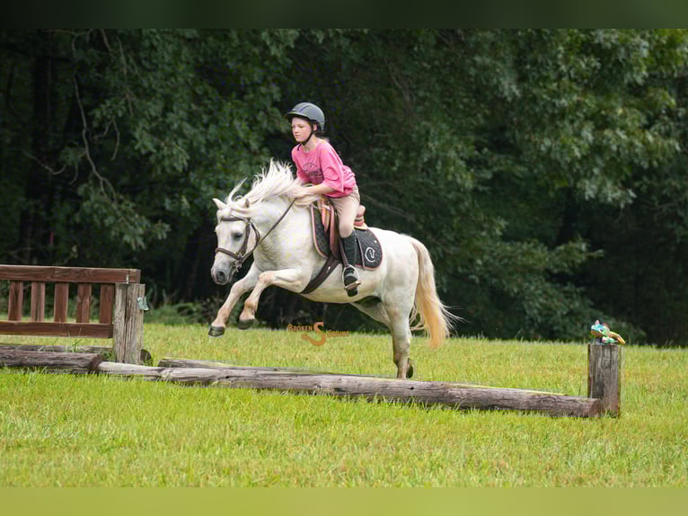 Quarter pony Croisé Hongre 8 Ans 119 cm Gris in Bogard