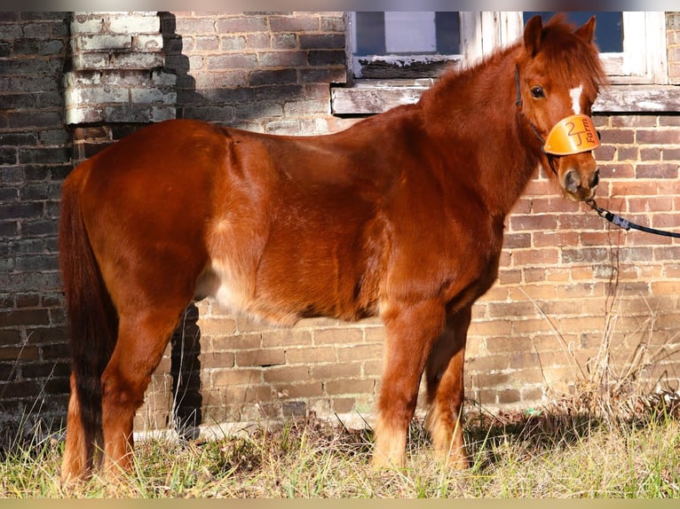 Quarter pony Hongre 8 Ans 122 cm Alezan cuivré in Culleoka
