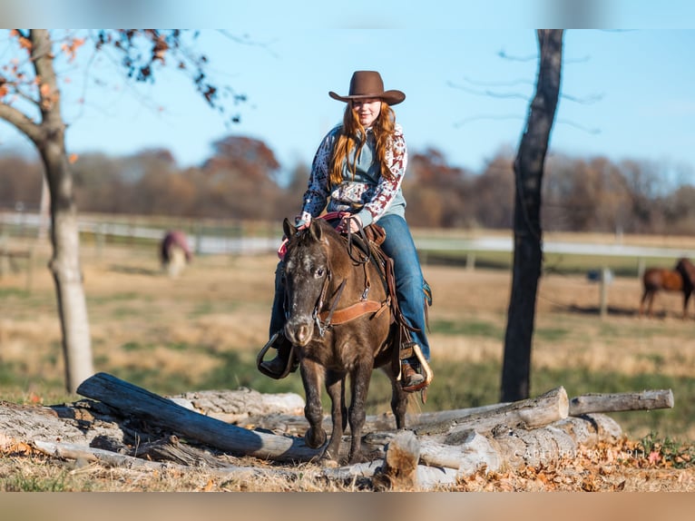 Quarter pony Hongre 8 Ans 122 cm in Lewistown
