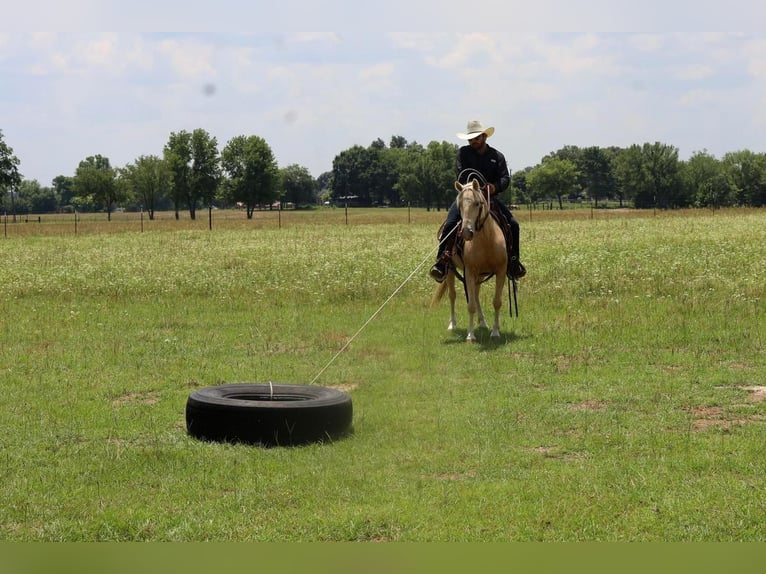 Quarter pony Hongre 8 Ans 130 cm Palomino in Grand Saline, TX