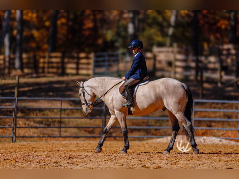 Quarter pony Hongre 8 Ans 132 cm Buckskin in Lyles