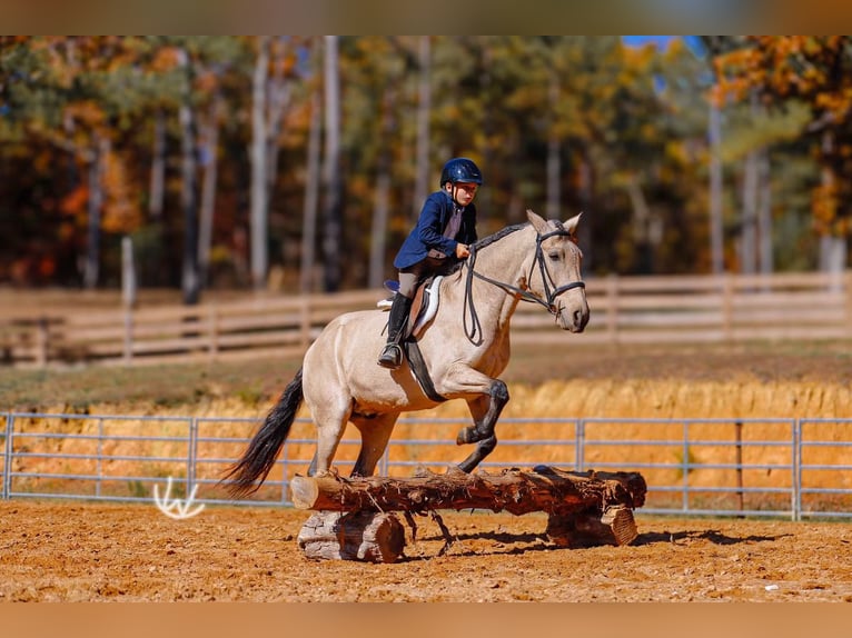 Quarter pony Hongre 8 Ans 132 cm Buckskin in Lyles