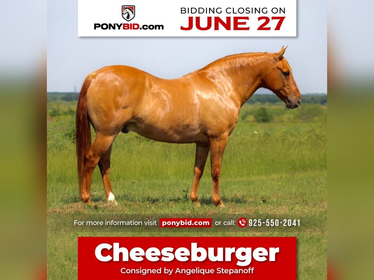 Quarter pony Hongre 8 Ans 132 cm Isabelle in Van, TX