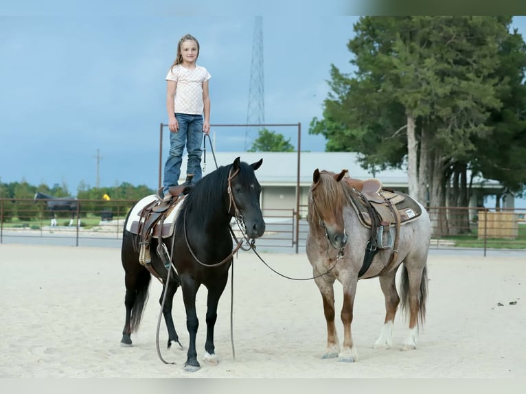 Quarter pony Hongre 8 Ans 132 cm Noir in Mount Vernon