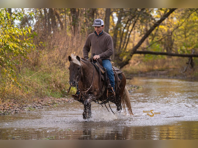 Quarter pony Hongre 8 Ans 137 cm Palomino in Bogard
