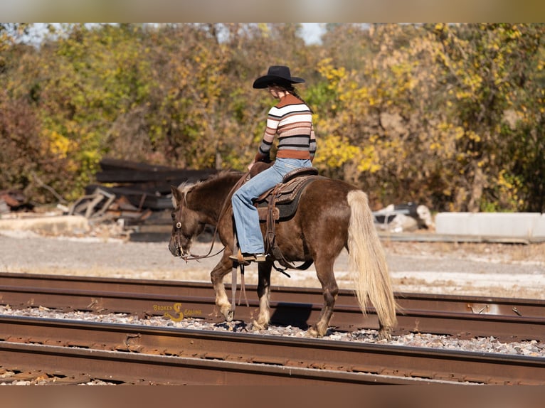 Quarter pony Hongre 8 Ans 137 cm Palomino in Bogard