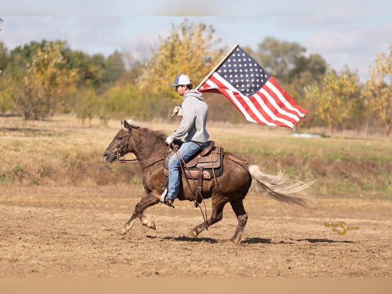 Quarter pony Hongre 8 Ans 137 cm Palomino in Bogard