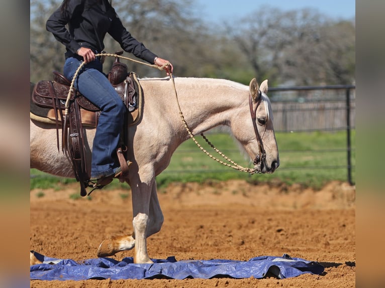 Quarter pony Hongre 8 Ans 137 cm Palomino in Joshua, TX