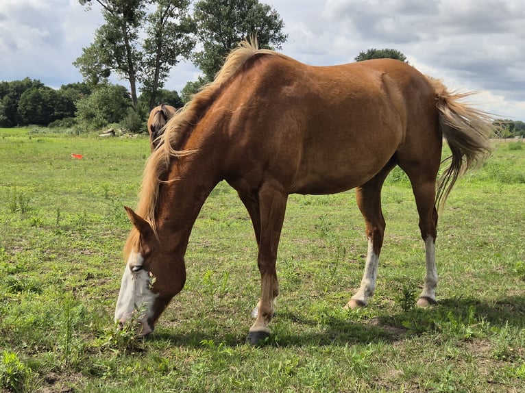 Quarter pony Croisé Hongre 8 Ans 140 cm Alezan in L&#xFC;btheen