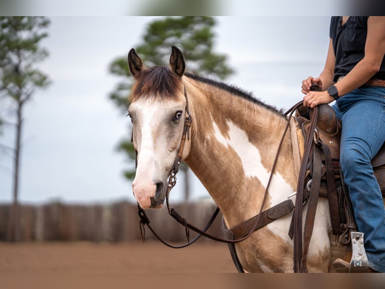 Quarter pony Hongre 8 Ans 140 cm Buckskin in Addison, TX