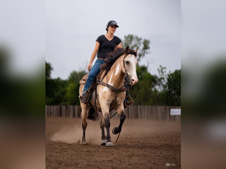 Quarter pony Hongre 8 Ans 140 cm Buckskin in Addison, TX