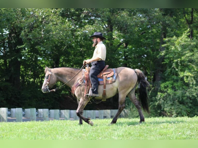Quarter pony Hongre 8 Ans 142 cm Grullo in Rebersburg, PA