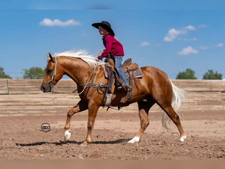 Quarter pony Hongre 8 Ans 142 cm Palomino in Canyon