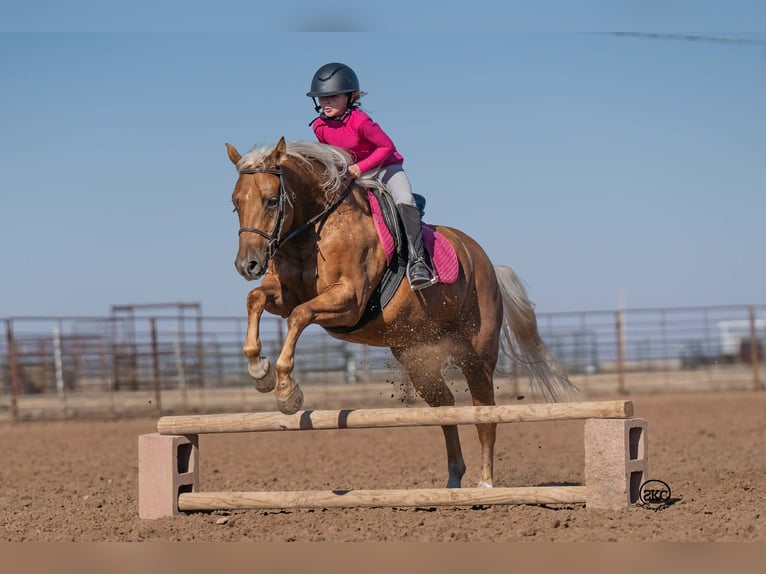 Quarter pony Hongre 8 Ans 142 cm Palomino in Canyon