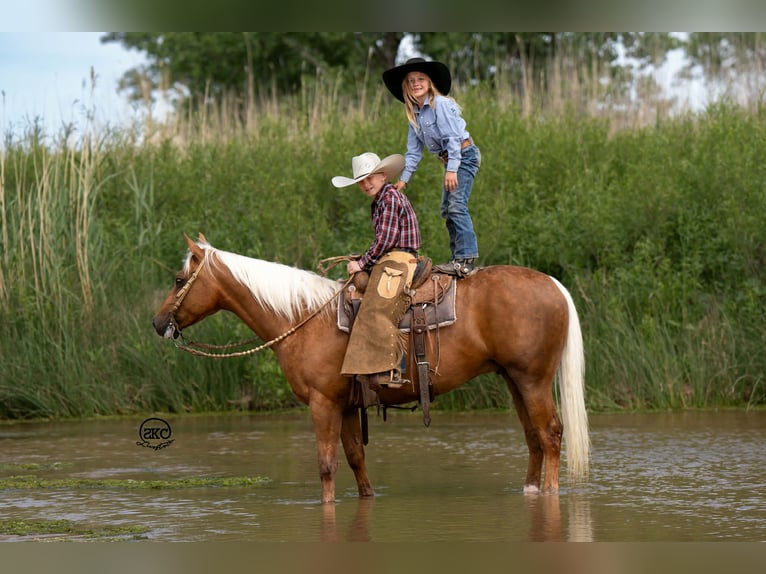 Quarter pony Hongre 8 Ans 142 cm Palomino in Canyon
