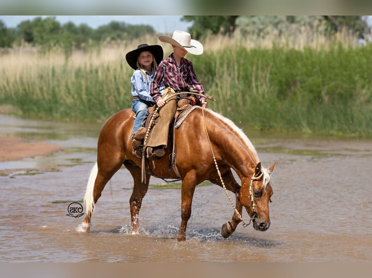 Quarter pony Hongre 8 Ans 142 cm Palomino in Canyon