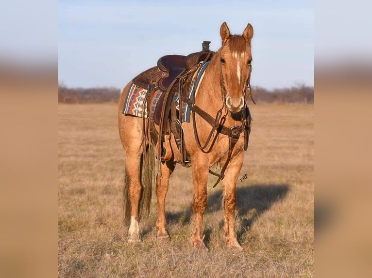 Quarter pony Hongre 8 Ans 145 cm Alezan dun in Weatherford, TX