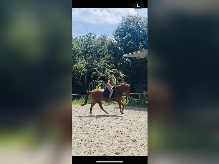 Quarter pony Hongre 8 Ans 150 cm Alezan in Moorenweis