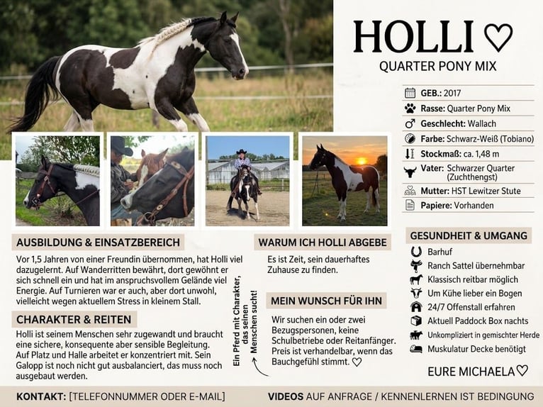 Quarter pony Hongre 8 Ans 152 cm Pinto in Geldern