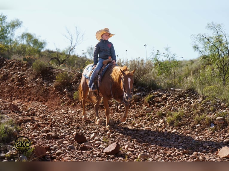 Quarter pony Hongre 8 Ans Alezan cuivré in Canyon