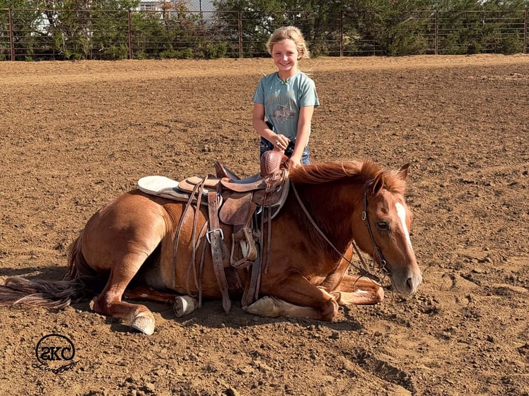 Quarter pony Hongre 8 Ans Alezan cuivré in Canyon