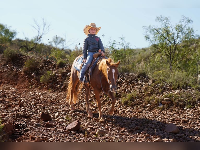 Quarter pony Hongre 8 Ans Alezan cuivré in Canyon